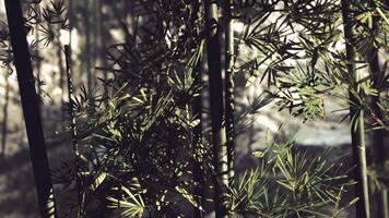 CGI Vibrant green bamboo forest with soft sunlight streaming through video