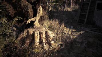 CGI Fallen tree stump in a sunlit forest clearing surrounded by vegetation video