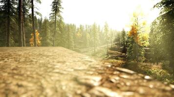 CGI Scenic view of a sunlit forest trail with train tracks in autumn video