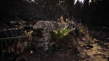 CGI Exploring the remnants of an old stone structure surrounded by nature video