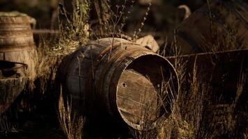 CGI Old wooden barrels abandoned in a field overgrown with grass and plants video