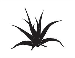 Aloe plant drawn with a black outline on a white background vector