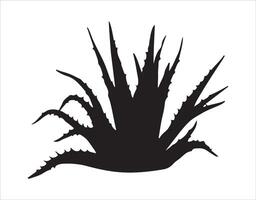 Aloe plant illustrated with a black outline over a white canvas vector