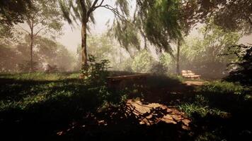 CGI Tranquil forest setting with lush greenery and inviting benches for relaxation video