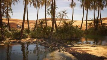 CGI Oasis with palm trees reflecting in still water under bright sky video