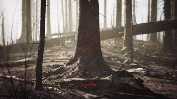 CGI Burned forest landscape reveals charred remains of trees and ground video