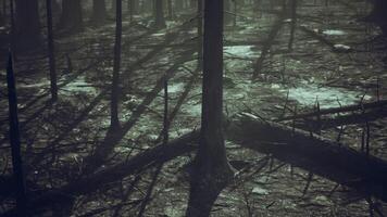 CGI Burned forest aftermath reveals charred trees and ghostly shadows at dawn video
