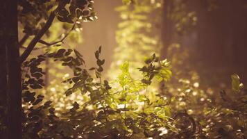 CGI Sunlight filtering through leaves in a serene forest at dusk video