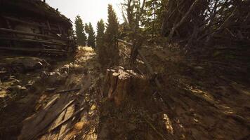 cgi bosque camino con Dom rayos fundición ligero en un árbol tocón en un rústico ajuste video