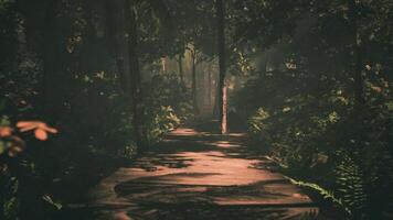CGI Serene forest pathway illuminated by sunlight filtering through trees video
