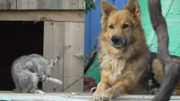 Dog Cat Backyard Playful Interaction - A German Shepherd dog relaxes in a backyard while a gray tabby cat plays with a toy. video