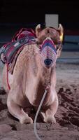 Camel resting in desert setting with colorful accessories video