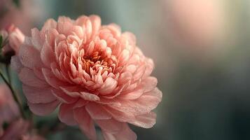 Vivid flower with sharp petal structure in natural scenery photo