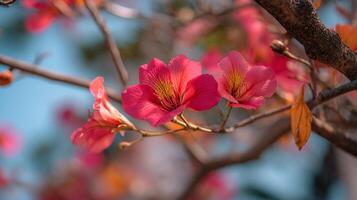 Spring flower on tree shown in natural beautiful soft lighting wallpaper photo