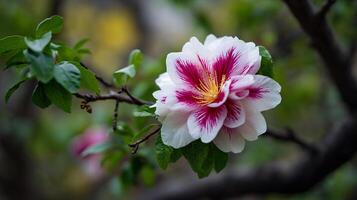 Flower-in bloom wallpaper with beautiful sharp colors on branch photo