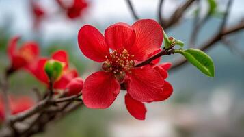 Natural wallpaper of flower on blooming tree branch with beautiful light photo