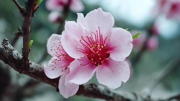 Vivid tree bloom with soft beautiful background in wallpaper photo