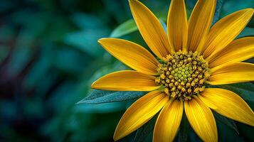 Macro view of realistic flower natural scenery textures photo