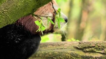 A charming red panda joyfully showcasing its playful nature amidst the lush and vibrant greenery of the forest photo