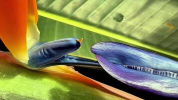 A stunning closeup view showcasing vibrant and colorful bird of paradise flowers nestled among lush green leaves photo