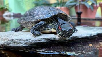A vibrant redeared slider turtle is lounging comfortably on a rock situated right by the waters edge photo