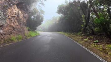 A serene, foggy road gently winding through a lush and vibrant forest, inviting exploration and adventure photo