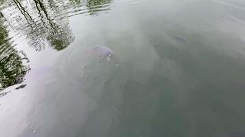Take time to explore serene underwater footage that showcases various fish swimming peacefully in a tranquil lake photo