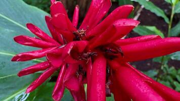 A breathtaking closeup captures a strikingly vibrant red flower nestled within lush and vivid tropical foliage photo