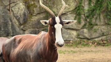 The majestic bongo antelope captivates with its striking features, thriving beautifully in a serene environment photo