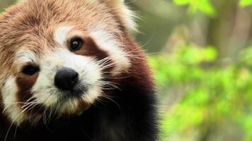 A captivating red panda is showcasing its curious and playful expressions amidst lush greenery and beautiful nature photo