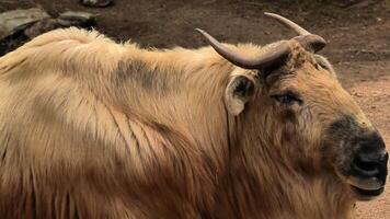 A serene and magnificent Tibetan yak is showcased, highlighting its unique features in a tranquil natural setting photo