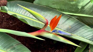 A stunning Bird of Paradise flower, showcasing its vivid colors along with lush, vibrant green foliage photo