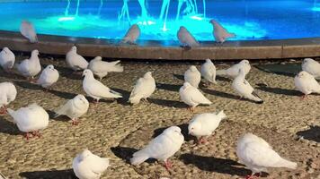 A tranquil and serene scene featuring a flock of elegant white doves gathered around a glowing fountain at night photo