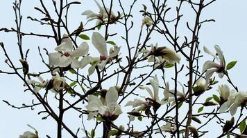 The beautiful blooming magnolia flowers can be seen on branches in a serene sky setting, creating a visual delight photo