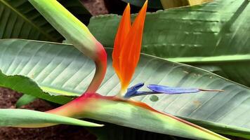 The stunning Bird of Paradise flower showcases its vibrant and breathtaking colors amidst lush green foliage photo