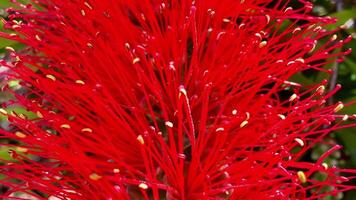 A stunning red flower showcases natures beauty, attracting pollinators and enhancing the surrounding landscapes photo