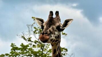 Take a moment to explore this stunning closeup image of a giraffe captured in a vibrant natural setting photo