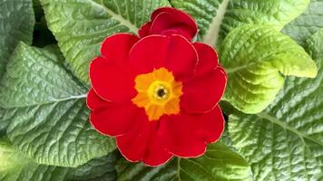 A stunning red primrose flower is surrounded by lush green leaves, showcasing natures incredible beauty photo