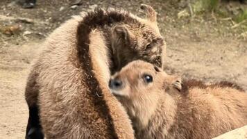 Two young animals are playfully interacting with each other while enjoying their natural habitat together photo