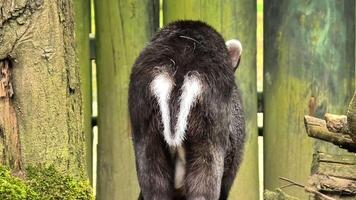 A charming animal joyfully explores its vibrant zoo environment, showcasing boundless curiosity and playful antics photo