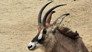 A captivating closeup shot of a majestic antelope, expertly showcasing its stunning and unique features beautifully photo