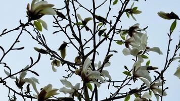 A stunning view of a magnolia tree in bloom, showcasing delicate white flowers against a serene sky. photo
