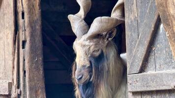 A stunning goat showcases its impressive, uniquely curved horns while playfully peeking from a rustic barn photo