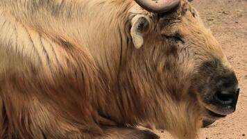 A serene yak in a beautiful landscape, highlighting natures stunning fauna, perfect for wildlife enthusiasts photo