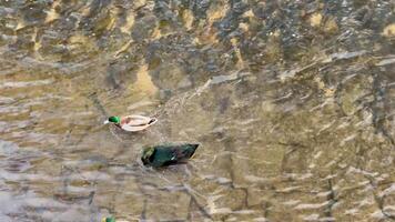 Two beautiful ducks paddle gracefully in a serene pond that is surrounded by shimmering, sparkling water photo