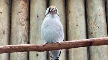 A beautiful kookaburra rests comfortably on a sturdy branch, showcasing its vibrant plumage and unique features photo