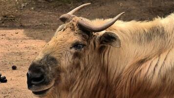 A detailed closeup of a yak, emphasizing its unique characteristics along with its natural habitat and surroundings photo