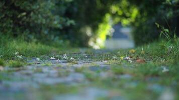 Pathway surrounded by greenery and flowers in springtime video