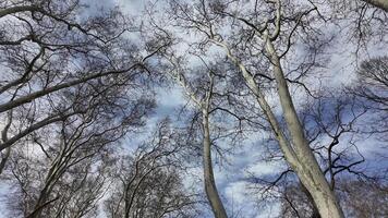 Tall trees stretch towards a cloudy sky in the park video