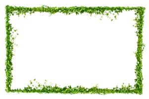 vine frame leaf vine circle Isolate on transparent background png